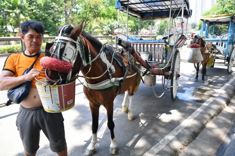 A driver of a horse-drawn carriage gives water to his horse as they takes shelter under a tree along a road in Manila Wednesday, as extreme heat affected the country. AFP
