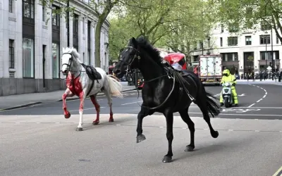 Footage posted by social media users showed a saddled white horse covered in blood running through the street alongside a black one. Picture courtesy of The Telegraph 