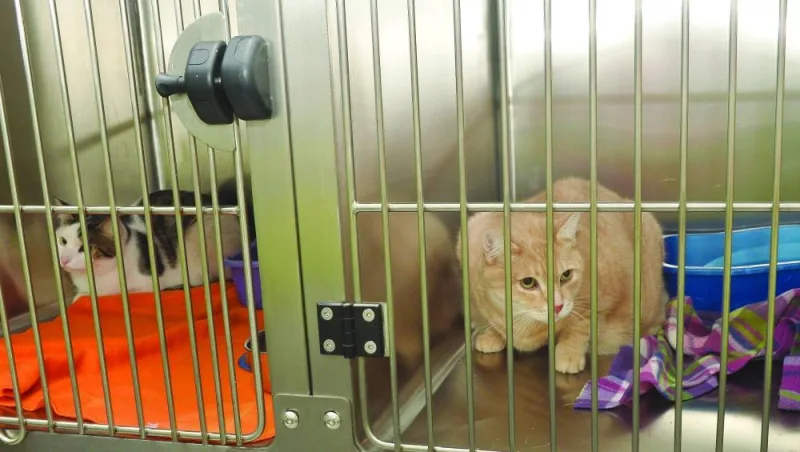 INSIDE PAGE PIC - Cat kennels at Qatar Airways Cargo&#039;s Animal Centre, 