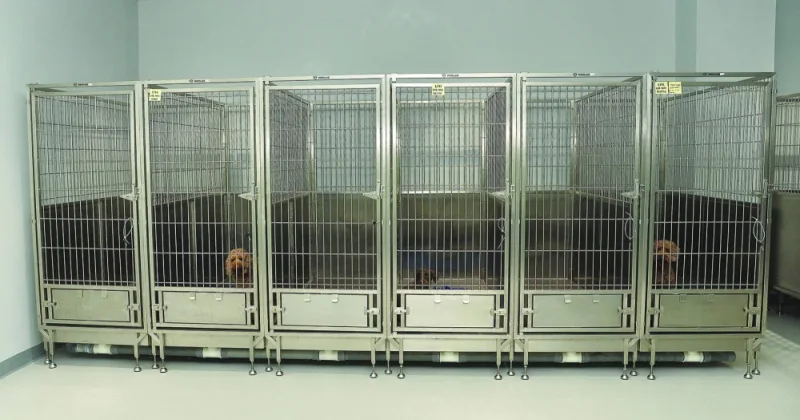 INSIDE PAGE PIC - Qatar Airways Cargo&#039;s Animal Centre has 140 dog kennels and 40 cat kennels.