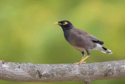 وفقًا لبيان الوزارة ، تم القبض على 5،936 من الطيور Mynah في الأشهر الأربعة الأولى من عام 2025 ، مقارنة بـ 2،791 طائر في نفس الفترة في عام 2024. وفقًا لبيان الوزارة ، تم القبض على 5،936 من الطيور Mynah في الأشهر الأربعة الأولى من عام 2025 ، مقارنة بـ 2،791 طائر في نفس الفترة في عام 2024.