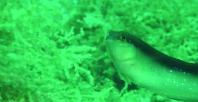 أوقات الخليج