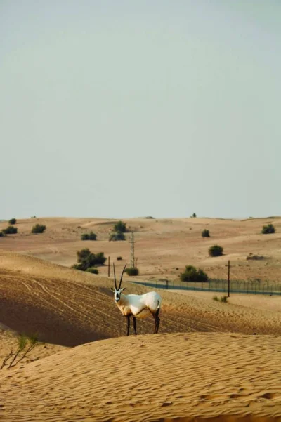 أوريكس العربي أوريكس العربي