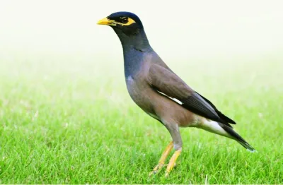 أوقات الخليج