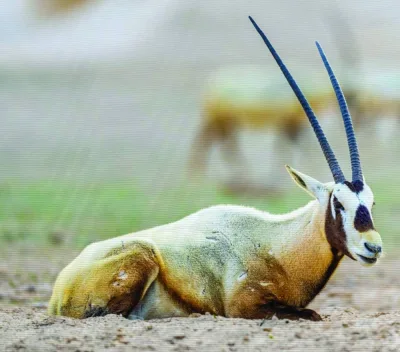 أوقات الخليج