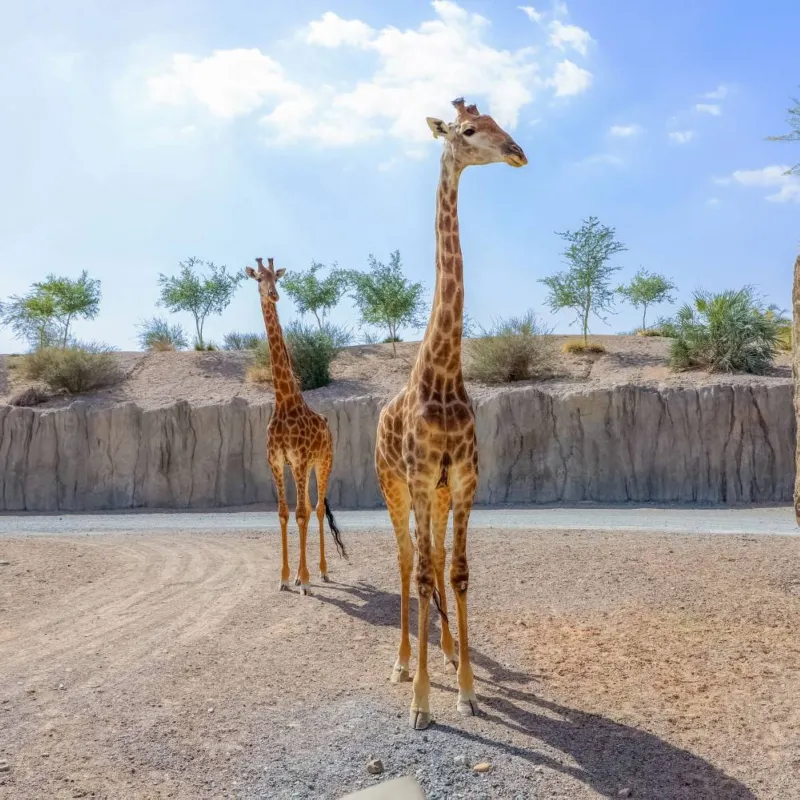 Sharjah, a classic hotspot for unwinding during Eid 4 Sharjah, a classic hotspot for unwinding during Eid