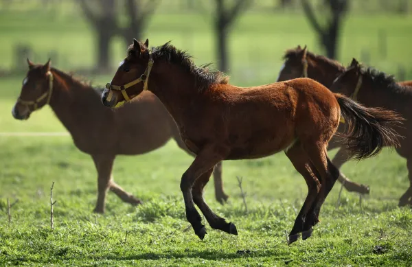 horse attention span Understanding a Horse’s Attention Span