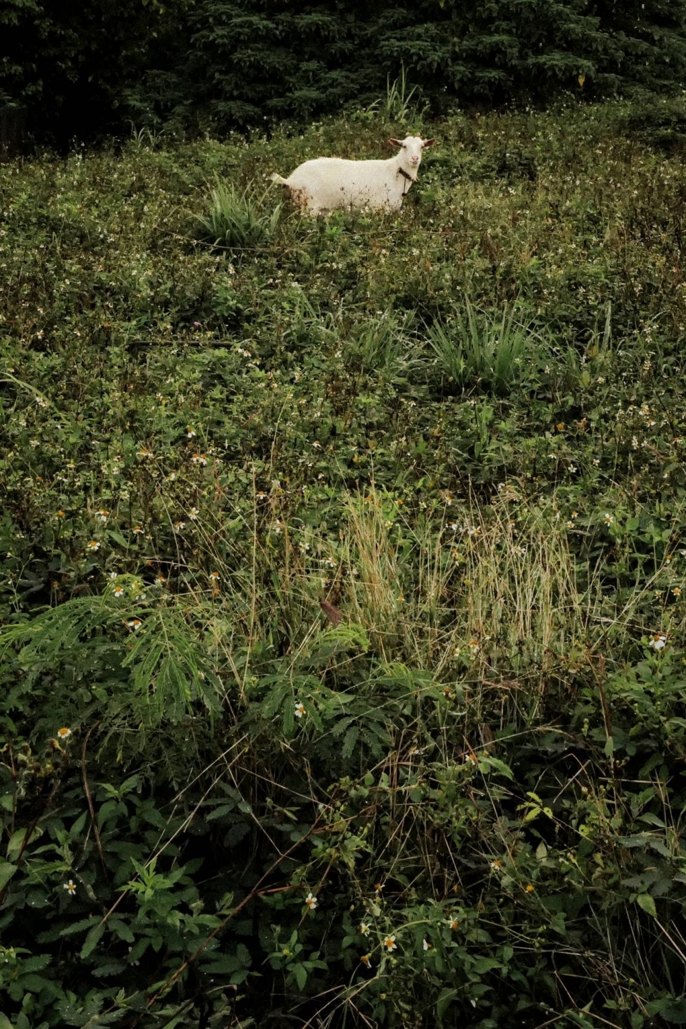 A goat grazes in a backyard on Taketomi Island. Goats, called 