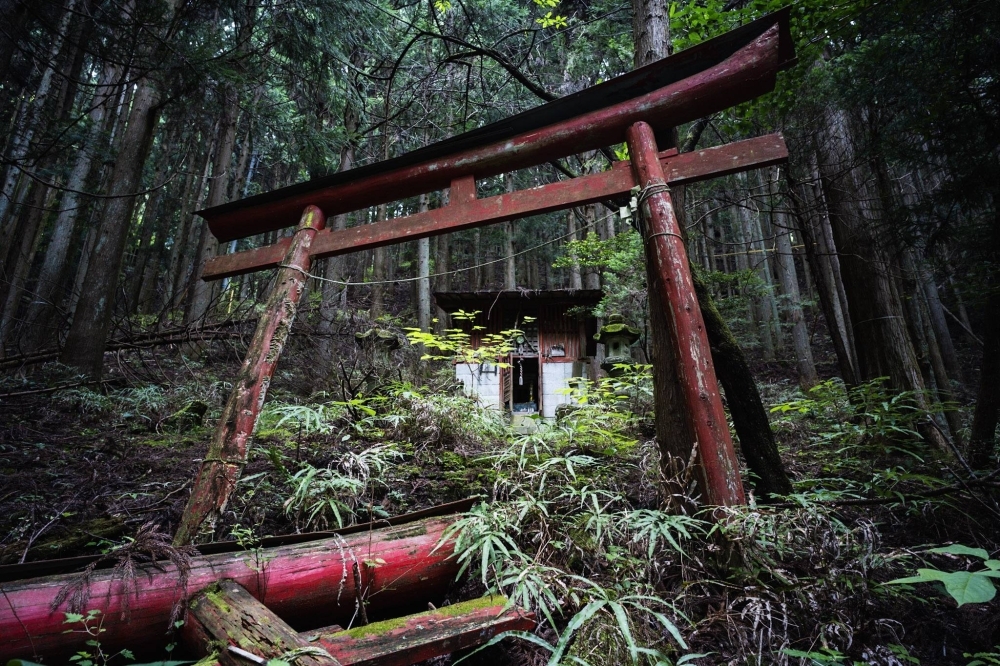 The color of a red torii gate in Bushidaira, Saitama Prefecture, still stands out against a vibrant green backdrop.