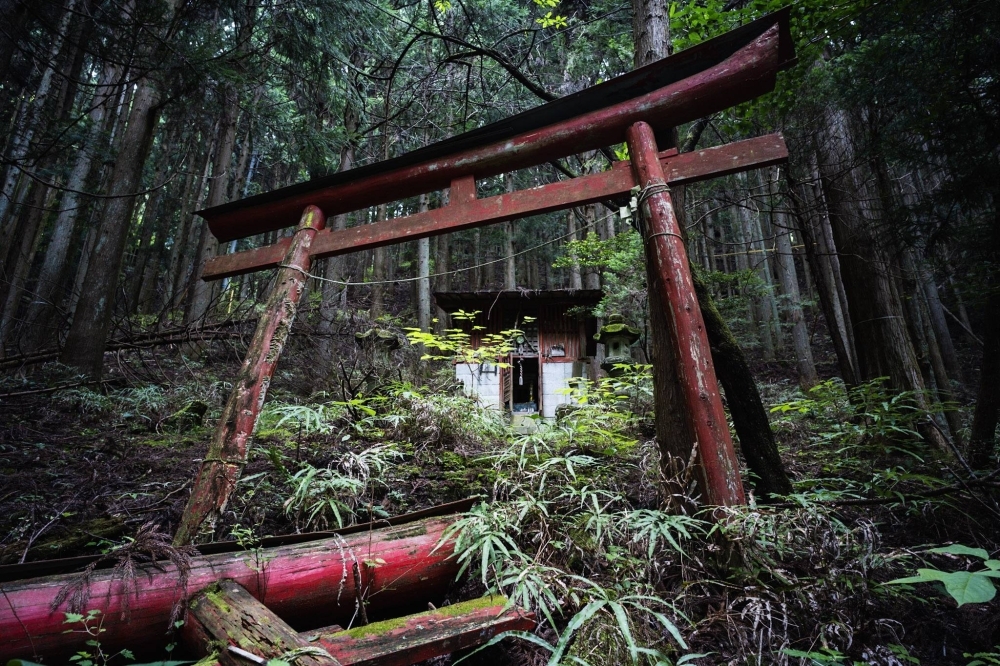 The color of a red torii gate in Bushidaira, Saitama Prefecture, still stands out against a vibrant green backdrop. 