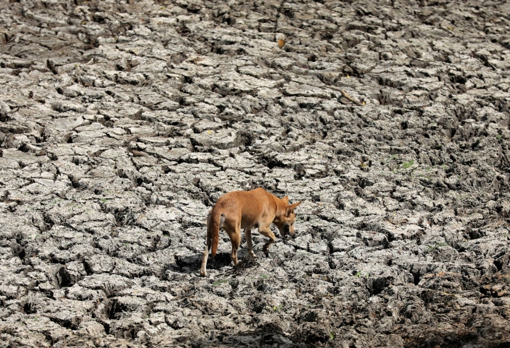 A dog walks on the dried up bed of a lake near a paddy field in Anamaduwa, Sri Lanka.