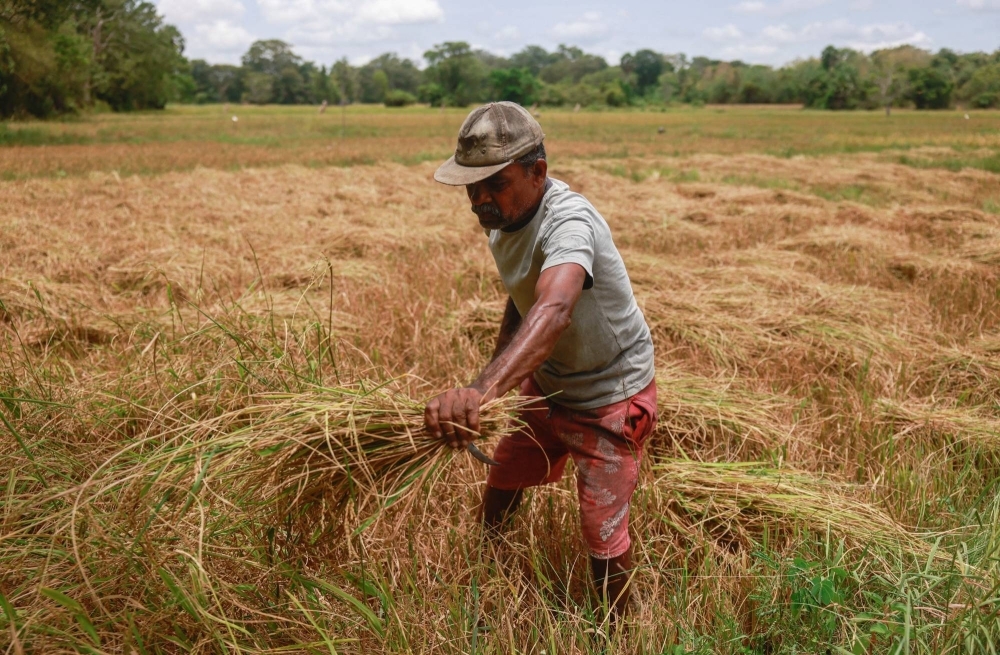 H.J.M Seneviratne, 63, cuts yellow paddy stems that dried out following a drought, at his paddy field in Anamaduwa, Sri Lanka.
