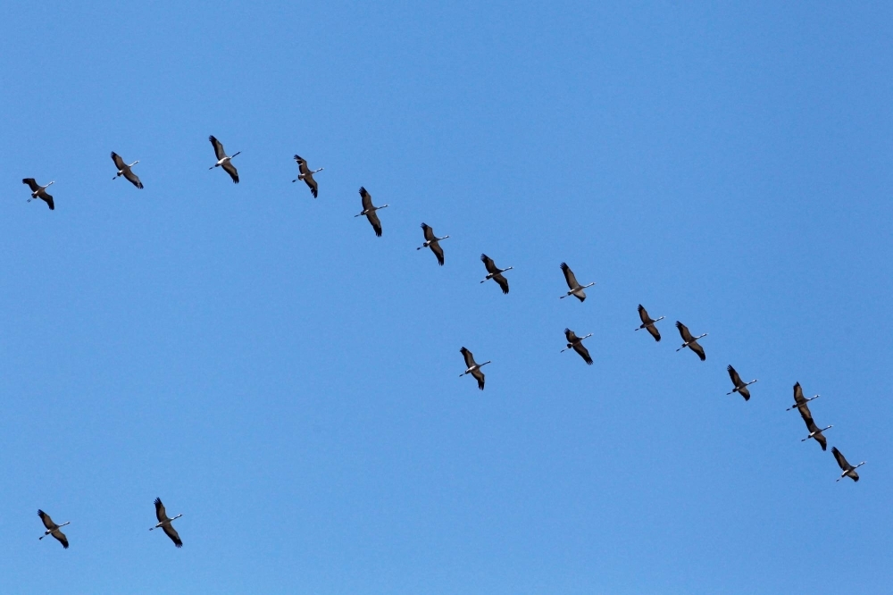 The long-distance carriers of West Nile are birds that receive the virus from bites by infected mosquitoes and then fly on their migratory routes, to be bitten once more by mosquitoes that then spread illness to people and other animals.