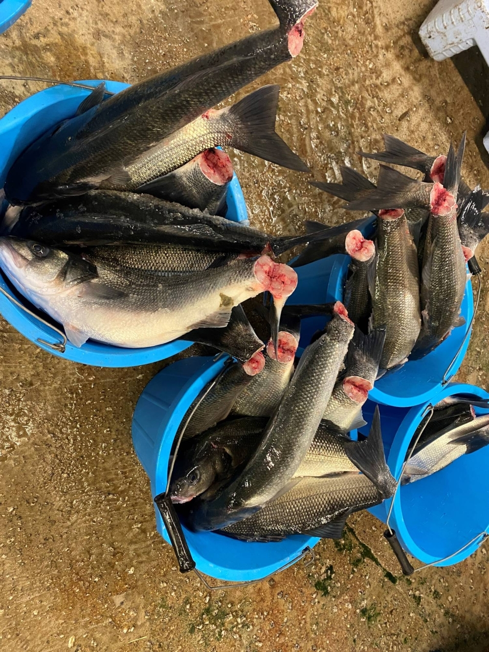 After a call from the Japanese head chef of London's Umu restaraurant, Kernowsashimi's fishers began culling their catches through ikejime.