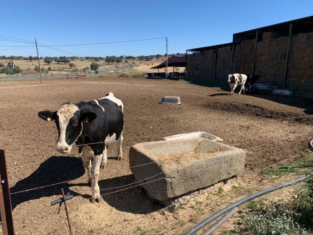 Cattle on a milk farm outside Pozoblanco, Spain