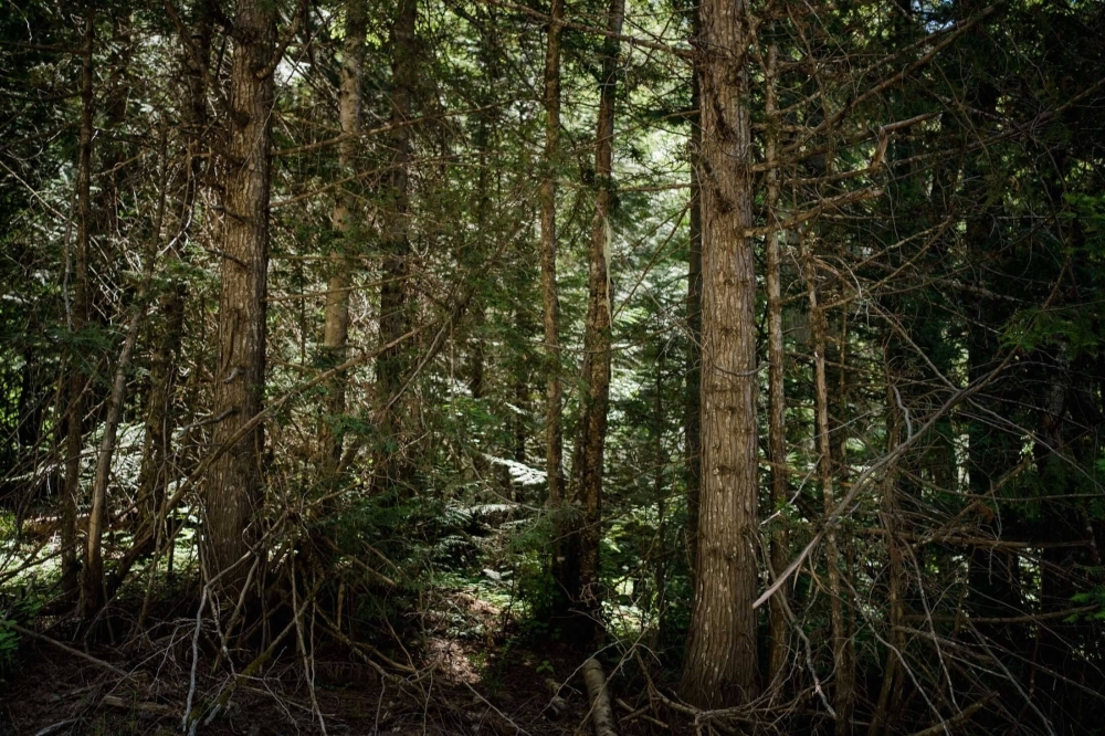 Лес за пределами Колвилла, штат Вашингтон. Прореживание участков с густо растущими деревьями может предотвратить пожар и обеспечить материал для массивной древесины. 