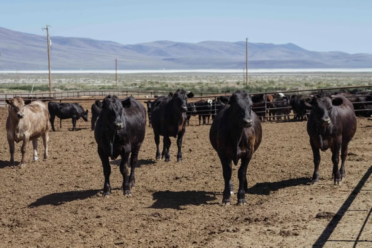 COLD SPRINGS, US: Cattle are seen at the ranch belonging to Dave Stix in Fernley, Nevada, on June 30, 2023. A prolonged drought is shrinking livestock herds and driving beef prices to record highs in the US, even as consumption is growing stronger. – AFP