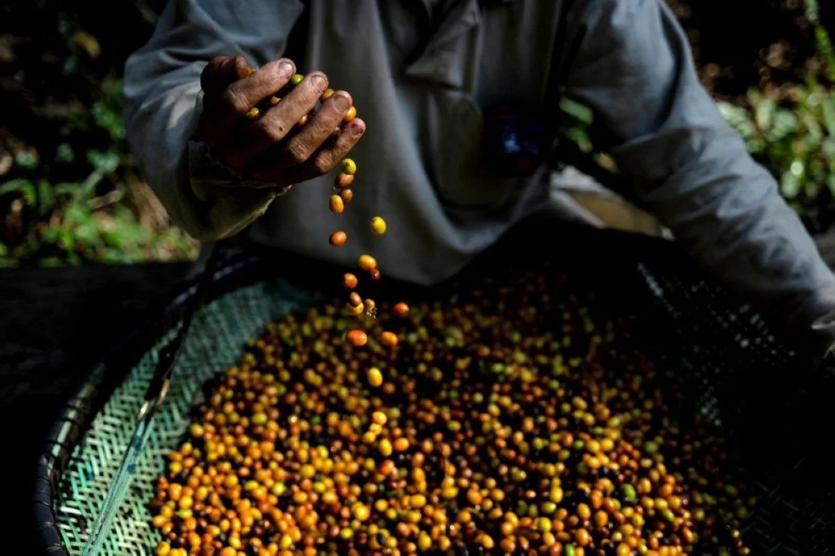 DOMINGOS MARTINS, Brazil: A worker sifts coffee beans at the Camocim coffee plantation in Domingos Martins, Espirito Santo state, Brazil.-- AFP