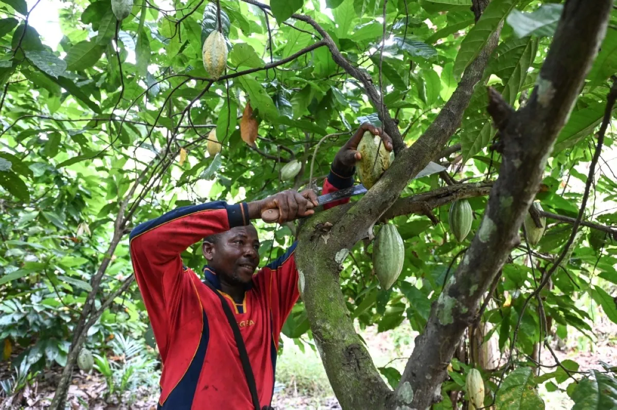 HERMANKONO, Ivory Coast: An agricultural worker harvests cocoa pods at a cocoa plantation in the village of Hermankono. – AFP