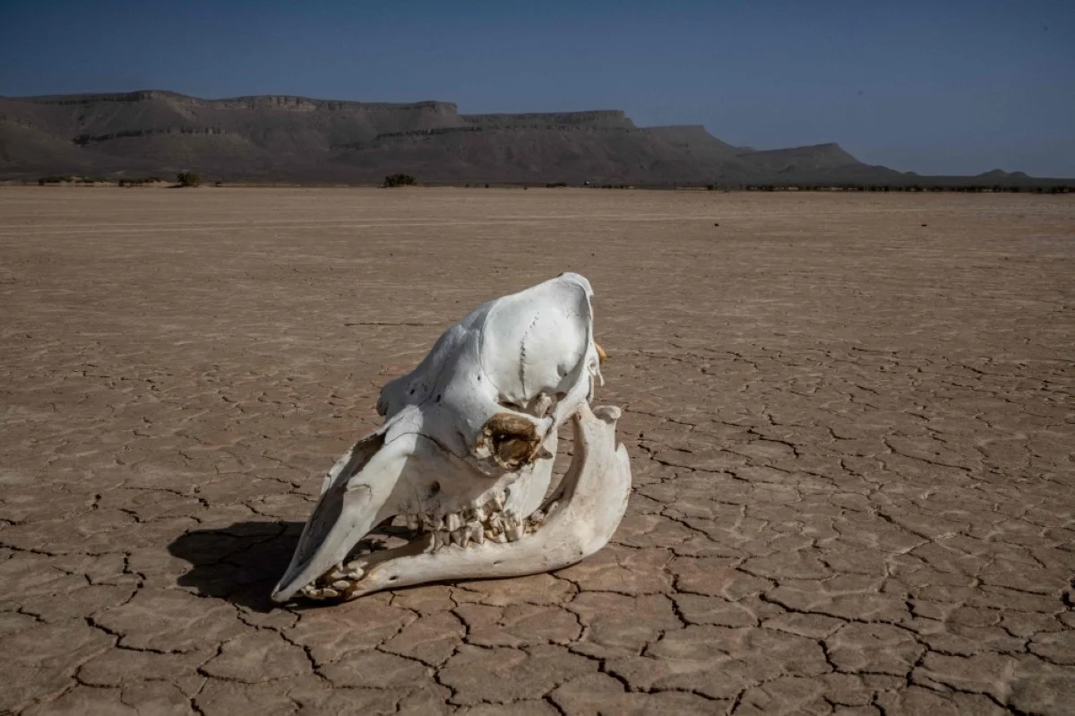 TAFRAOUT, Morocco: Photo shows the skull of an animal of the camelidae group on the dry Oued Tijekht in the Moroccan Sahara desert, near the central city of Tafraout in Morocco. - AFP