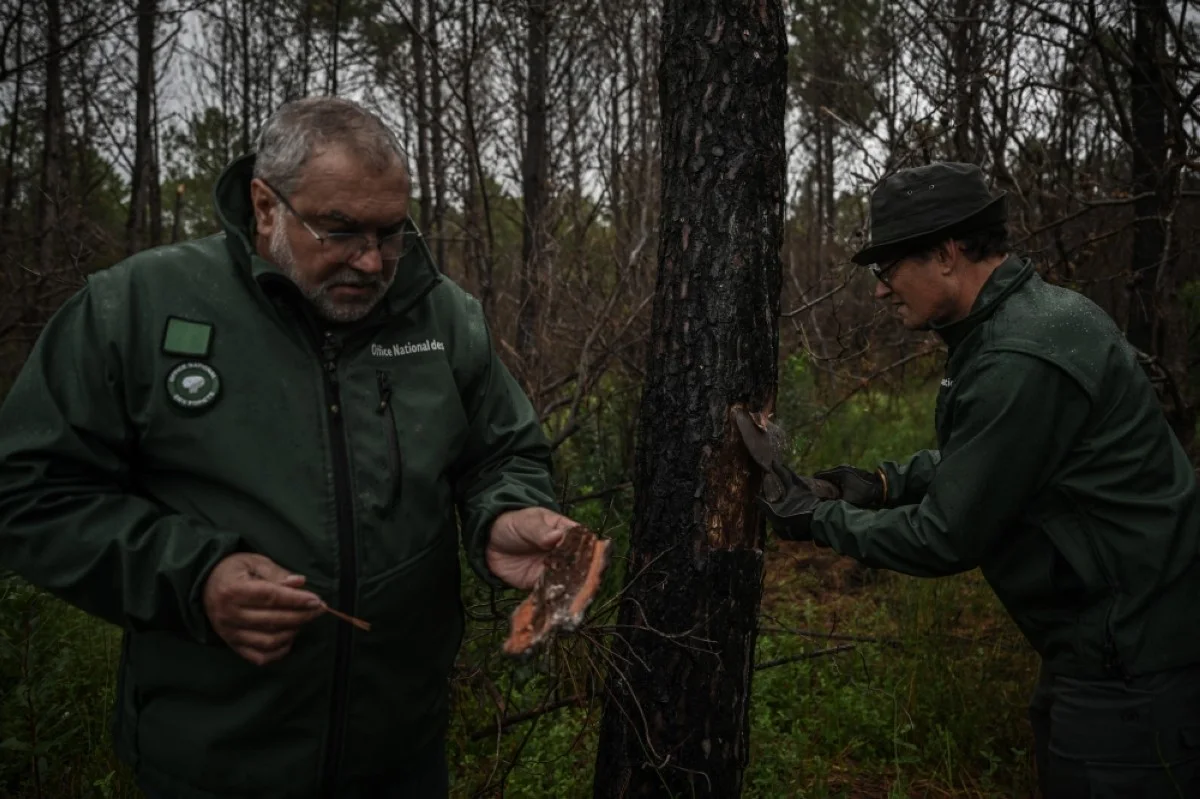 LA TESTE-DE-BUCH: Employees of the National Forests Offices (ONF) look for bark beetles -wood-destroying insects- in La Teste-de-Buch, southwestern France, where a wildfire ravaged the area.- AFP