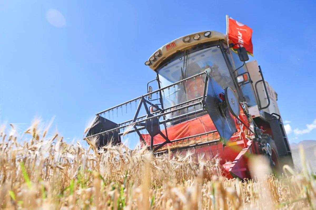 LHASA: A harvester operates in a highland barley field in Rasog Township of Gyangze County, Xigaze, southwest China's Tibet Autonomous Region.