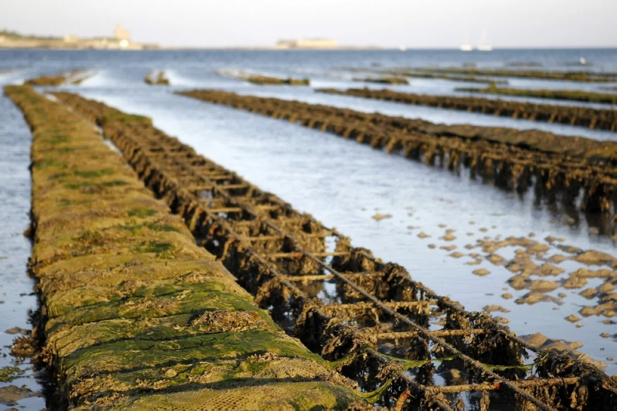 MANCHE: Oyster farming nets are pictured in Saint-Vaast-la-Hougue, northwestern France. The prefectures of Calvados and Manche temporarily banned the consumption and marketing of oysters produced in certain coastal sectors of the two departments due to health problems. – AFP