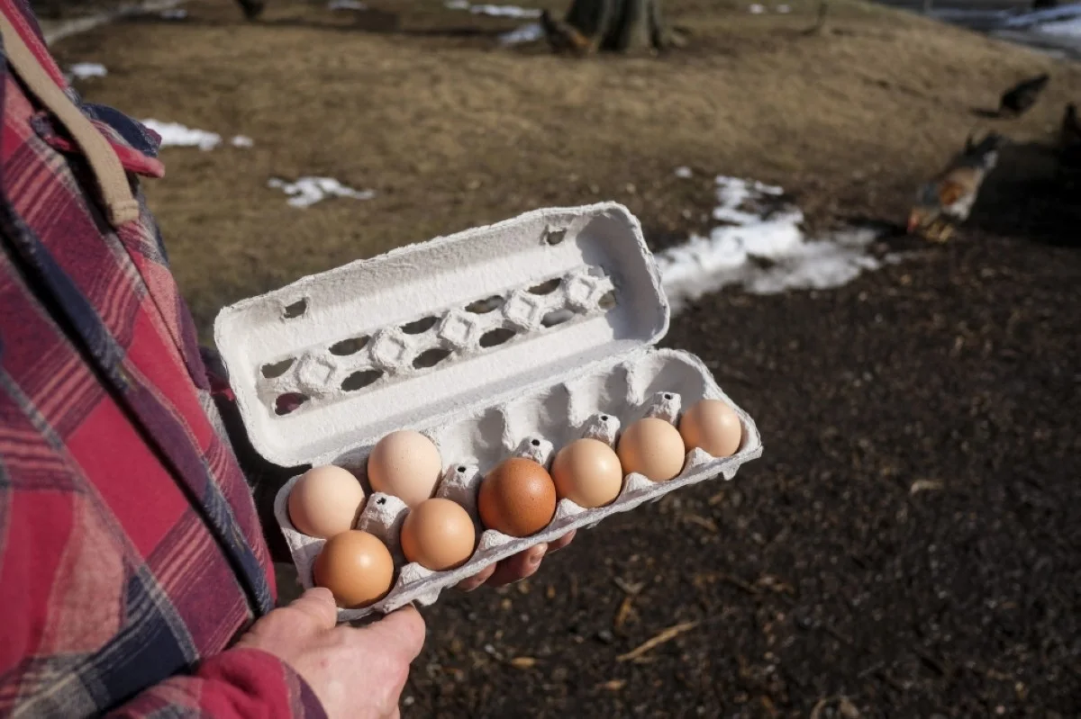 WILLIAMSTON, United States: Casim Abbas, a mathematics professor at Michigan State University, shows the result of his morning's egg collection at his small egg farm at his home in Williamston, Michigan, on February 8, 2023. --AFP