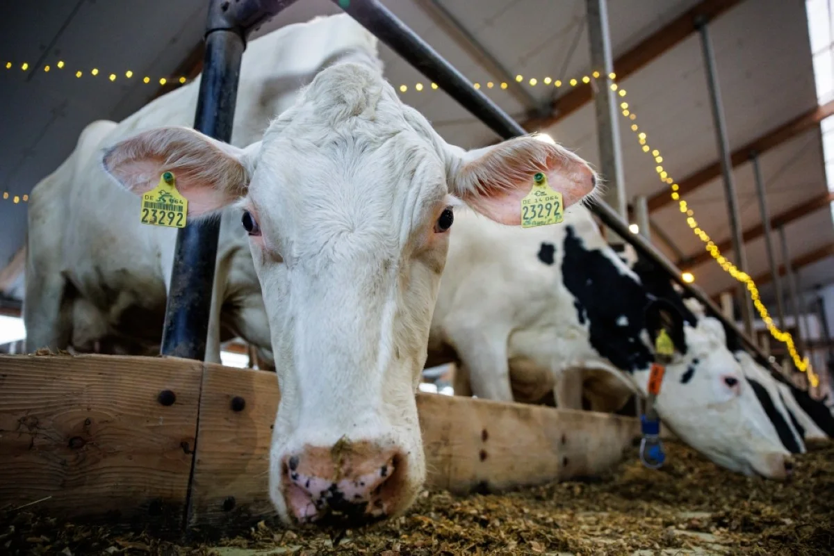 FREITAL, Germany: Dairy cows feed in a barn belonging to dairy farmer Marc Bernhardt (not pictured) in Freital, eastern Germany, on January 10, 2024. -- AFP