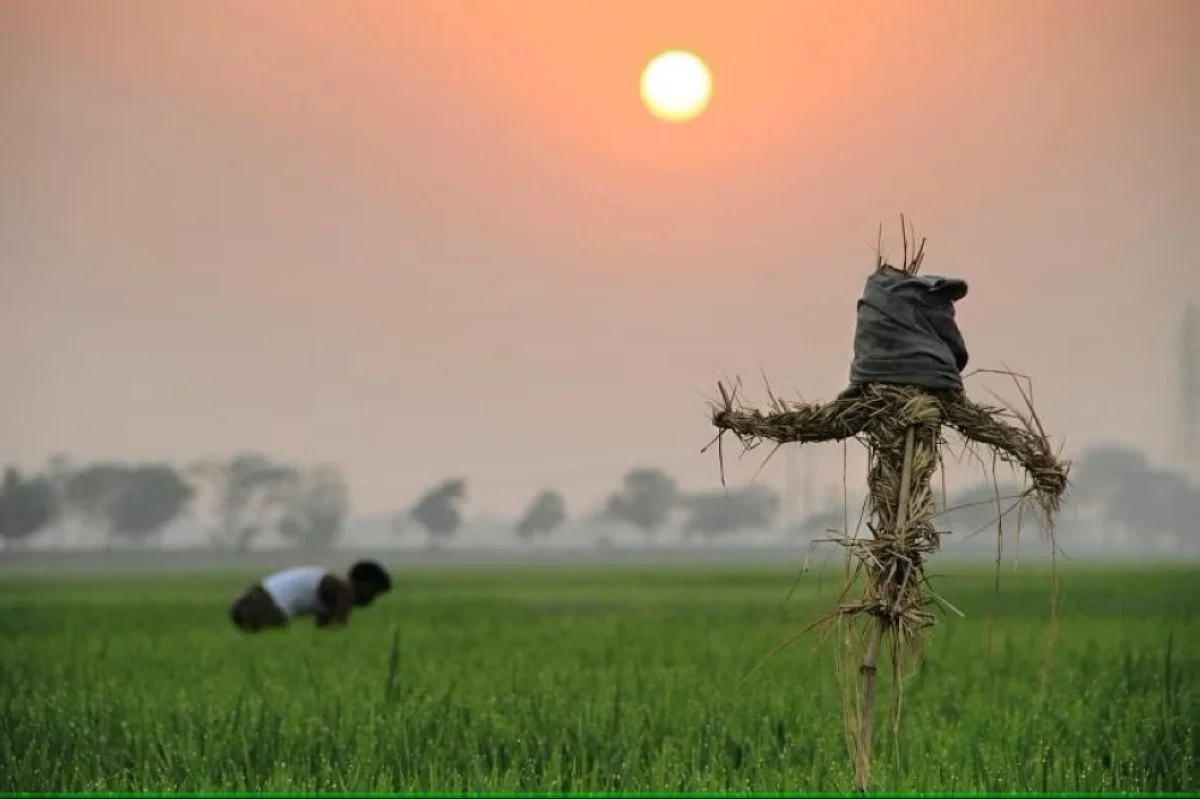 LONDON: UK fruit and vegetable farmers held a scarecrow protest outside of Parliament on Monday morning.