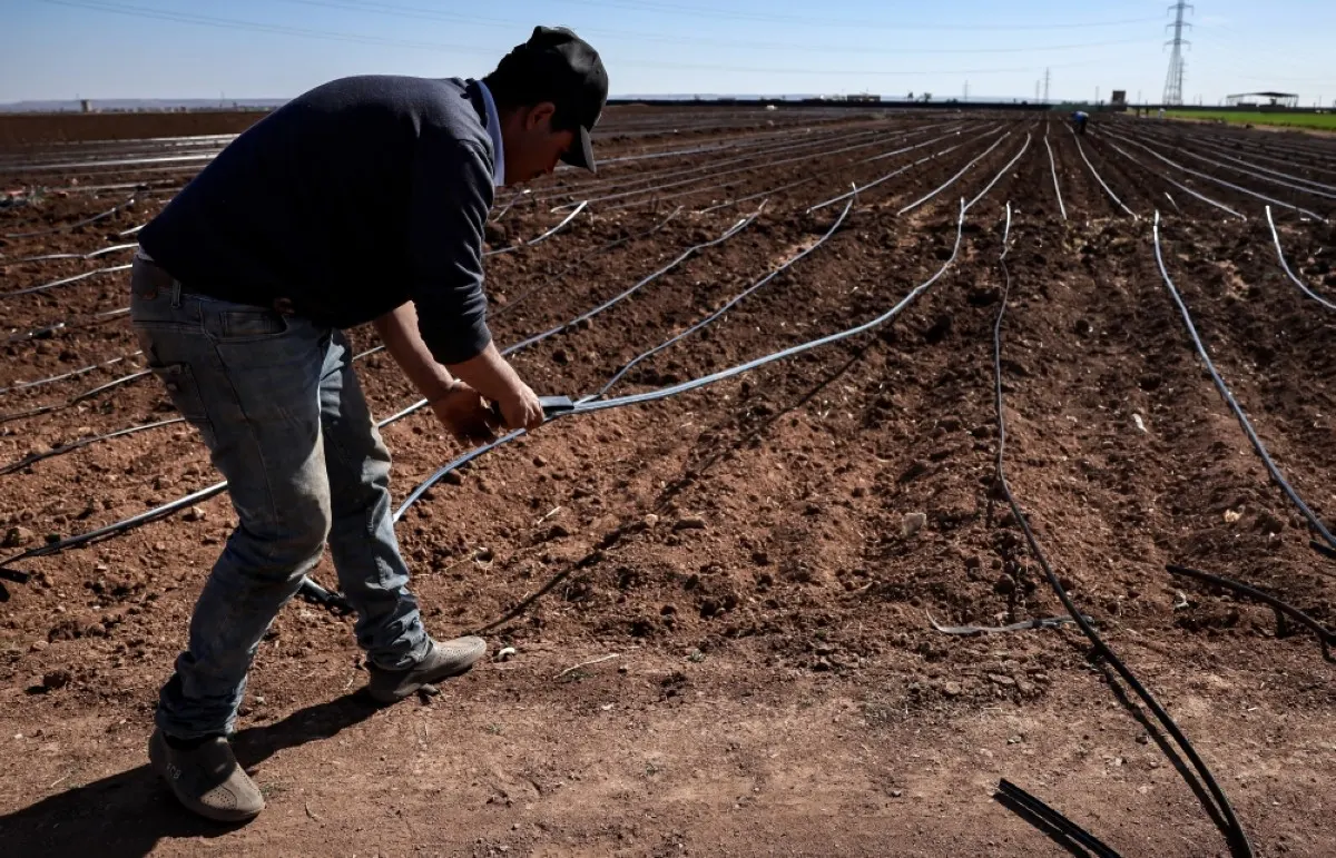 BERRECHID, Morocco: A farmer installs a drip system on a potato field in Berrechid, Morocco's historically wheat-rich province situated some 40 kilometers (about 25 miles) southeast of Casablanca, on February 7, 2024, amid sixth consecutive years of drought. -- AFP