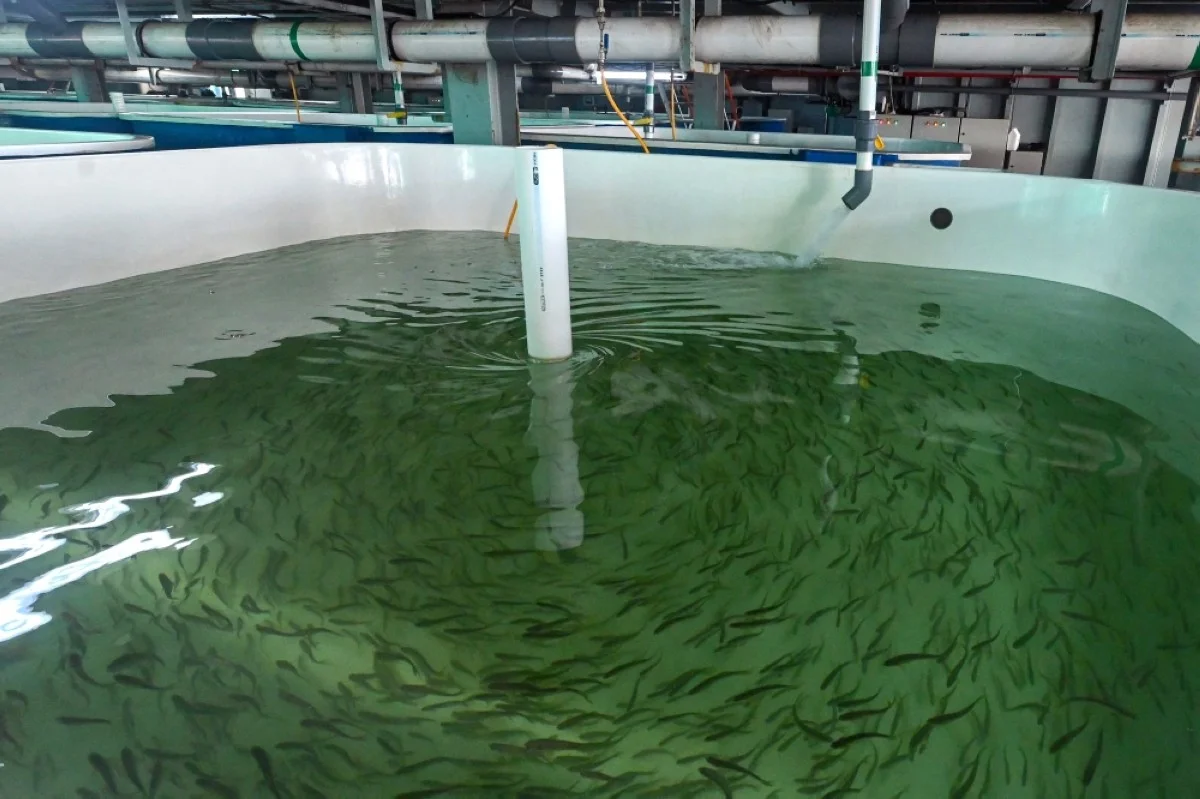 SINGAPORE: Fish in a tank at the Aquaculture Centre of Excellence (ACE) Farm Eco Ark fish farm in Singapore. -- AFP