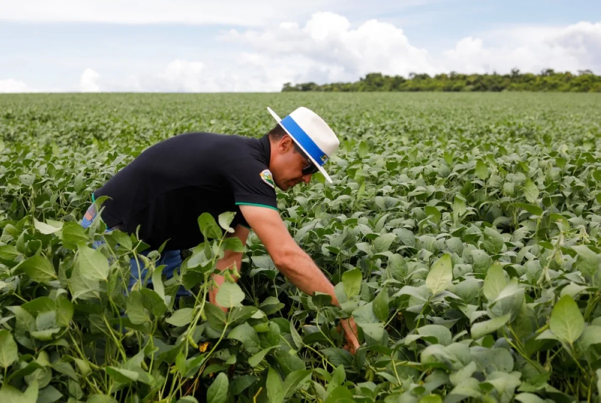 Agronomist Adriano Cruvinel inspects the soybean plantation at one of the plots of the Bom Jardim Lagoano farm in the municipality of Montividiu, Goias State, Brazil.-- AFP
