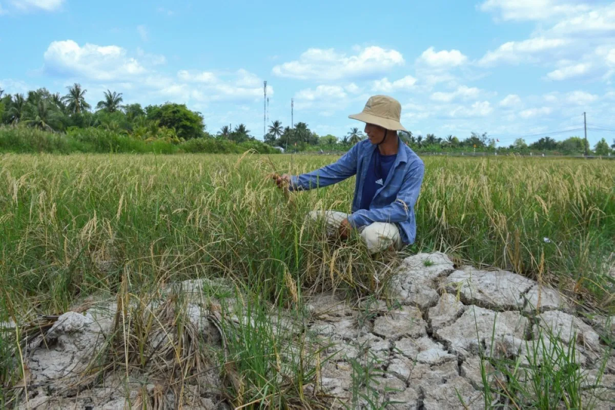 CA MAU, Vietnam: This photo taken on Feb 23, 2024 shows a farmer looking at his crop in a dry rice field amid a long heatwave in southern Vietnam's Ca Mau province in the Mekong Delta region, known as "Vietnam's rice bowl".-- AFP