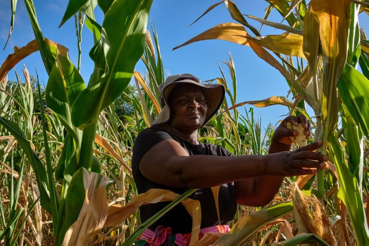 KANYEMBA, Zimbabwe: Ladias Konje, a communal farmer, walks through her wilting maize field, which suffered from moisture stress at tasseling during a long mid season dry spell, in the Kanyemba village in Rushinga. – AFP
