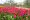 This photograph shows tulips at the Keukenhof gardens.