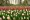 This photograph shows tulips at the Keukenhof gardens.