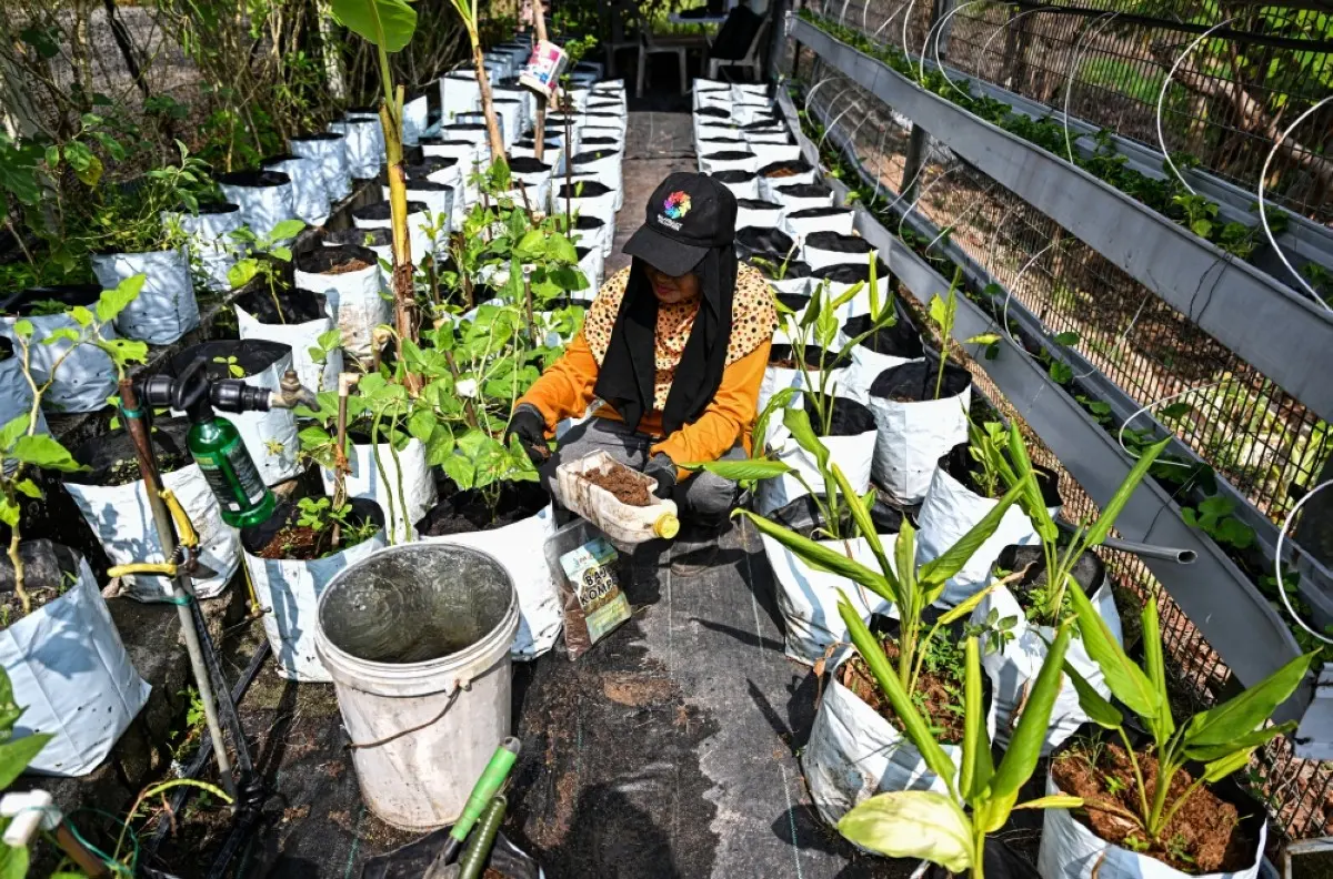 KUANTAN: Zulyna Nordin adds compost fertilizer to her crops at her organic garden in Kuantan, Malaysia’s Pahang state. After breaking their Ramadan fast outside a mosque in Malaysia, people throw their leftovers into a machine that converts the food scraps into organic fertilizer for crops. – AFP