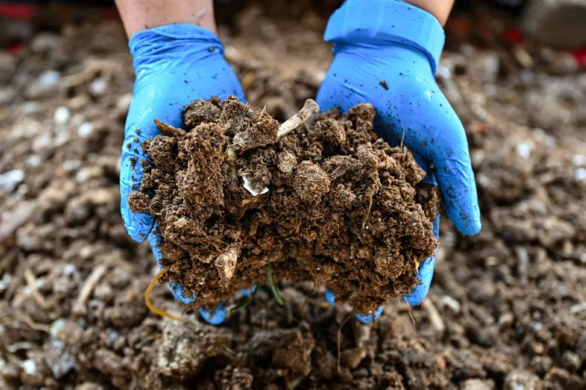KUANTAN: A member of the Pahang Solid Waste and Public Cleansing Management Corporation displays organic fertilizer processed by a composting machine in Kuantan, Malaysia’s Pahang state.- AFP