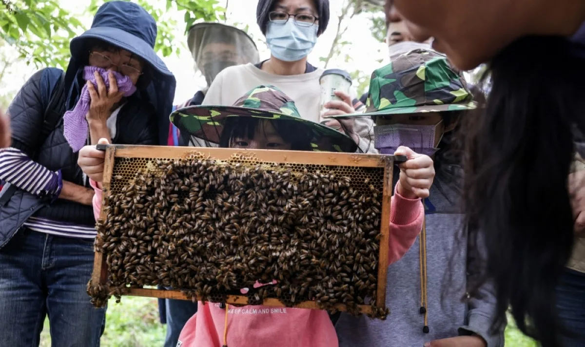 NEW TAIPEI CITY: In this picture, student Hsia Wei-yun holds a frame from a hive box during an urban beekeeping class of Yonghe community college in New Taipei City. – AFP photos