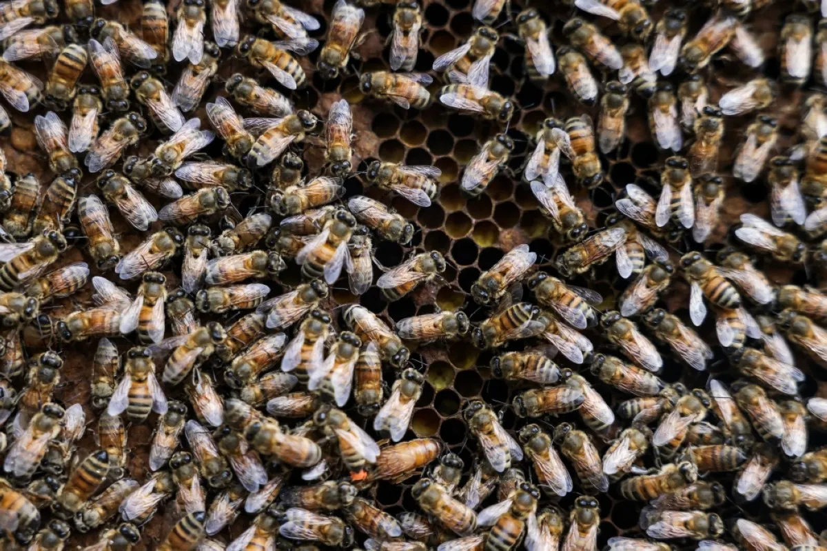 This picture shows a frame full of bees during an urban beekeeping class of Yonghe community college in New Taipei City.