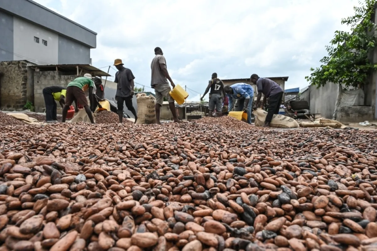 HERMANKONO, Ivory Coast: Workers collect dry cocoa beans in front of the store of a cocoa cooperative in the village of Hermankono. - AFP