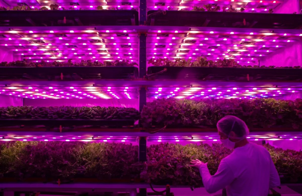 A worker tends to lettuce under artificial lights at the Pink Farms warehouse in Sao Paulo on August 28, 2020. - AFP photos