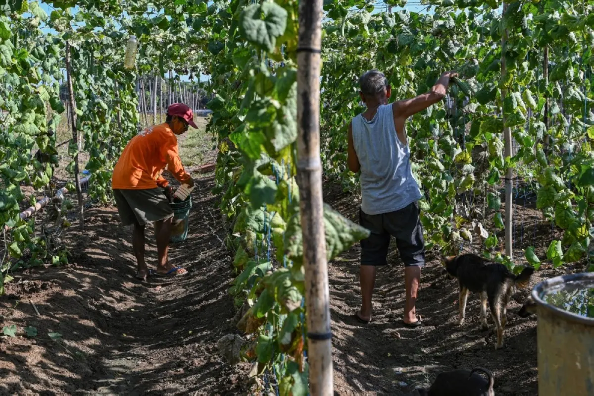 SAN ANTONIO, The Philippines: In this photo taken on April 25, 2024 Filipino farmer Daniel Velasco (left) waters the drought-stricken crops at a farm in San Antonio, Nueva Ecija. -- AFP