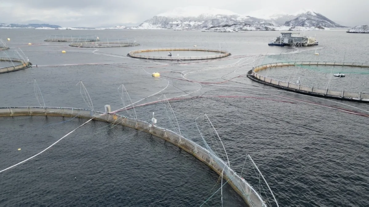 GISKE, Norway: An aerial view taken on Feb 5, 2024 shows the Oksebasen fish farm which is operated by the world's largest producer company of Atlantic salmon Mowi, in Giske, Norway. -- AFP