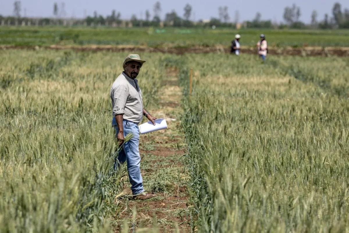 MARCHOUCH, Morocco: A researcher from the International Center for Agricultural Research in Dry Areas (ICARDA) walks in a cultivated field in the Marchouch region of northwestern Morocco. – AFP