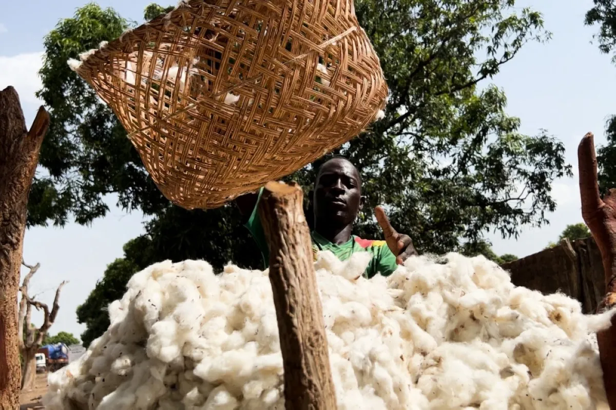 KAGTAOU, Chad: A Chadian farmer pours harvested cotton in a makeshift container before it is trodden on in Kagtaou village, some sixty kilometers away from Moundou, on April 26, 2024. -- AFP