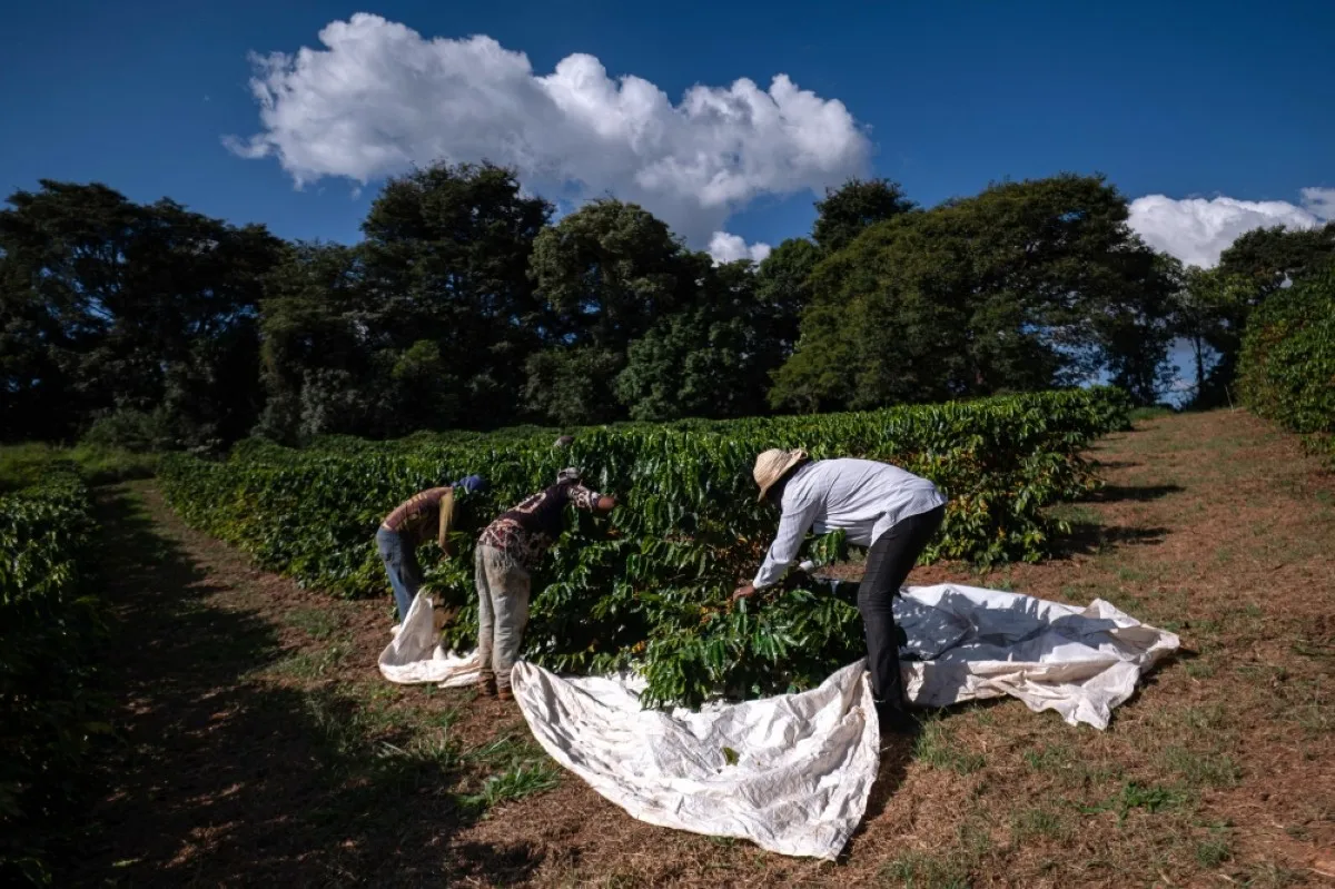 SANTO ANTTONIO DO AMPARO, Brazil: Coffee producer Neide Peixoto (right) harvests coffee beans at the Santo Antonio farm in Santo Antonio do Amparo, Minas Gerais, Brazil on May 15, 2024.--AFP