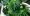 Cannabis légal : nouvelle zone pour la valorisation et la transformation à Al Hoceima