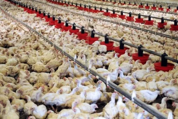 Le Maroc maintient son statut indemne de grippe aviaire hautement pathogène